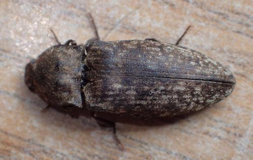Réf. 268 491 : Agrypnus murinus